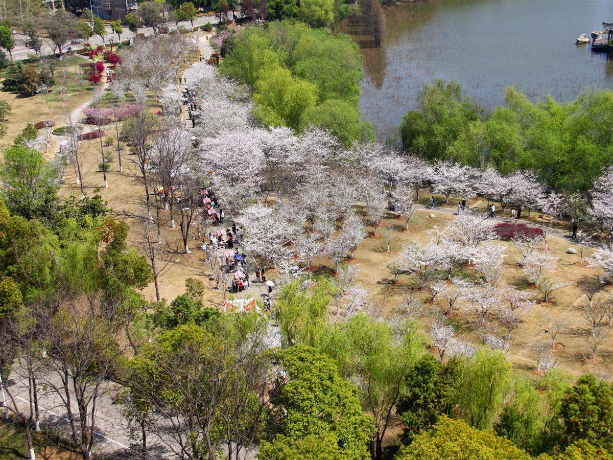 武科大樱花节。武科大供图